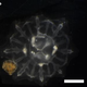 Image for article titled Scientists Feed Peanut Butter to Jellyfish, Make PB and Jellyfish